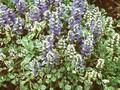 Ajuga reptans Variegata Image 1