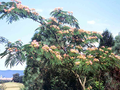 Albizia julibrissin Image 1