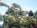 Albizia julibrissin Rosea Image 1
