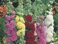 Alcea rosea Nigra Image 1
