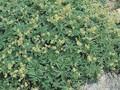 Alchemilla alpina Image 1