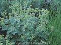 Alchemilla erythropoda Image 1