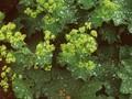 Alchemilla acutiloba Image 1
