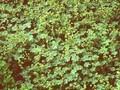 Alchemilla caucasica Image 1