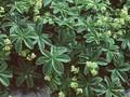 Alchemilla hoppeana Image 1