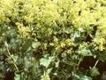 Alchemilla mollis Robusta Image 1
