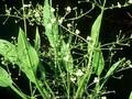 Alisma lanceolatum Image 1