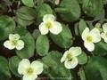 Alisma natans Image 1