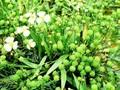 Alisma ranunculoides Image 1