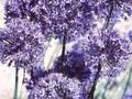 Allium azureum Image 1
