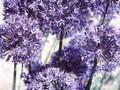 Allium caeruleum Image 1