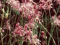 Allium carinatum subsp pulchellum Image 1