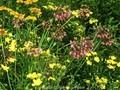 Allium cernuum Image 1