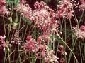Allium cirrhosum Image 1