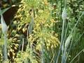 Allium flavum Image 1