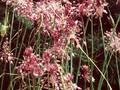 Allium flavum var pulchellum Image 1