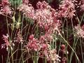 Allium pulchellum Image 1