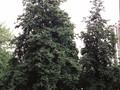 Alnus cordata Image 1