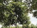 Alnus glutinosa Image 1