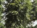 Alnus incana Image 2