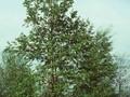 Alnus incana Image 1
