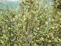 Alnus viridis Image 1