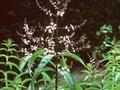 Aloysia citriodora Image 1