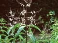 Aloysia triphylla Image 1