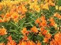Alstroemeria aurea Orange King Image 1