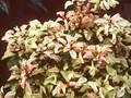 Alternanthera bettzickiana Image 1