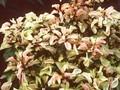 Alternanthera ficoidea Bettzickiana Image 1