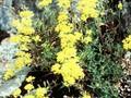 Alyssum argenteum hort Image 1