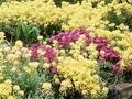 Alyssum montanum Berggold Image 1