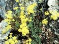 Alyssum murale Image 1
