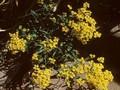 Alyssum saxatile Compactum Image 1