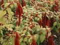 Amaranthus chlorostachys Image 1