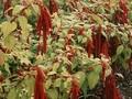 Amaranthus hybridus Image 1
