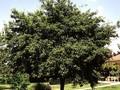 Amelanchier canadensis Image 3