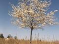 Amelanchier canadensis Image 2