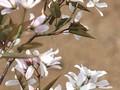 Amelanchier canadensis Image 5