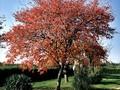 Amelanchier canadensis Image 4