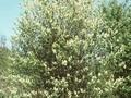 Amelanchier alnifolia Image 1