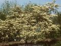 Amelanchier asiatica Image 1