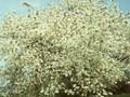 Amelanchier botryapium Image 1