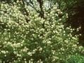 Amelanchier ovalis Image 1