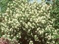 Amelanchier ovalis Helvetia Image 1