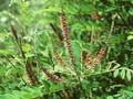 Amorpha fruticosa Image 1