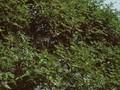 Ampelopsis aconitifolia Image 1