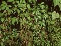 Ampelopsis henryana Image 1
