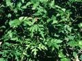 Ampelopsis heterophylla Image 1